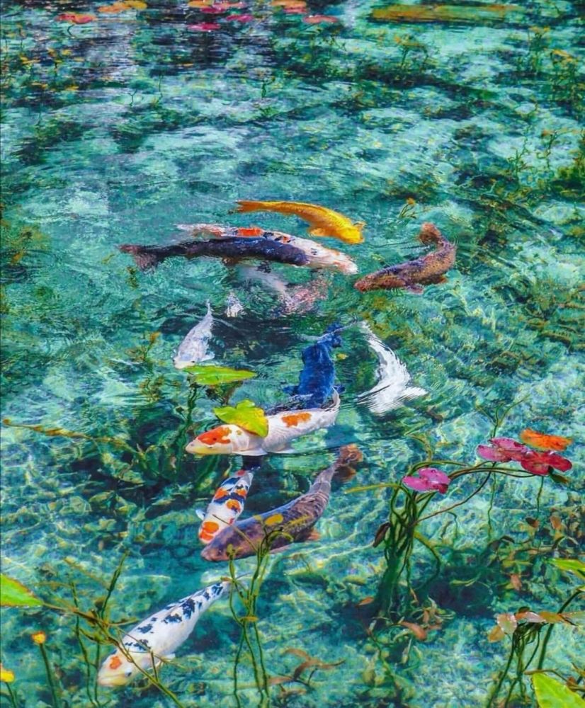 日本锦鲤莫奈池塘:清澈的湖水如梦恬淡幽静,被誉为"梦幻池塘"