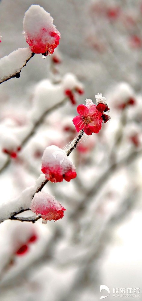 高清组图梅花傲雪