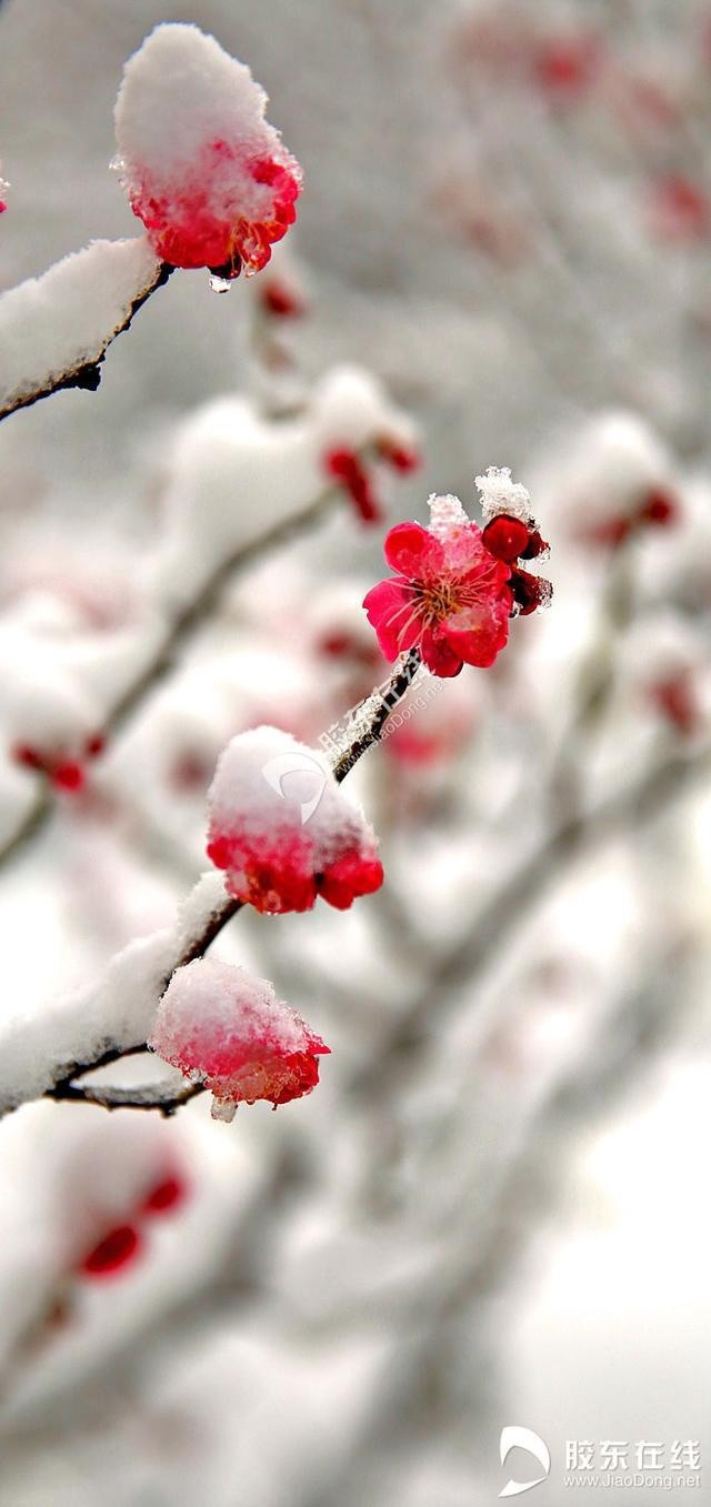 高清组图:梅花傲雪