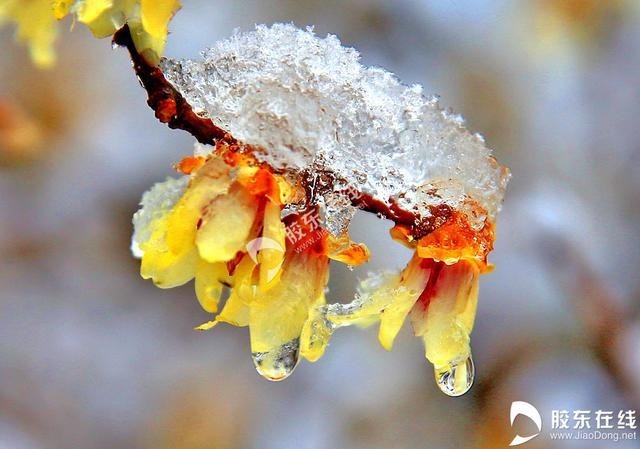 高清组图:梅花傲雪