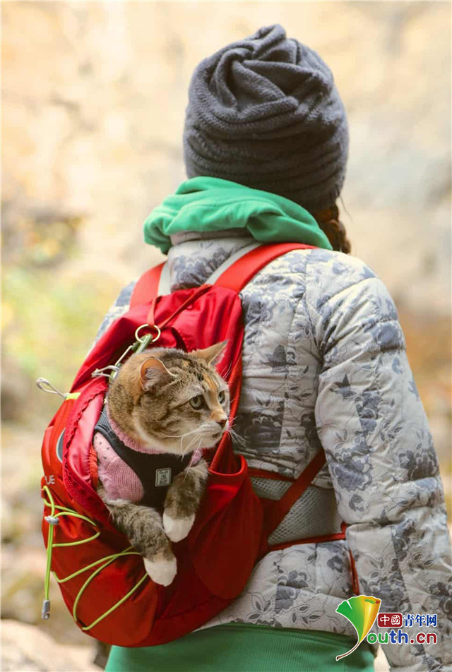 加拿大猫咪和"铲屎官"徒步旅行皮划艇嗨翻天