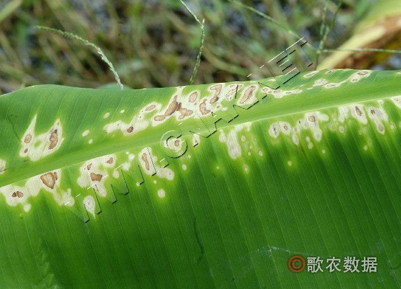 香蕉花叶心腐病