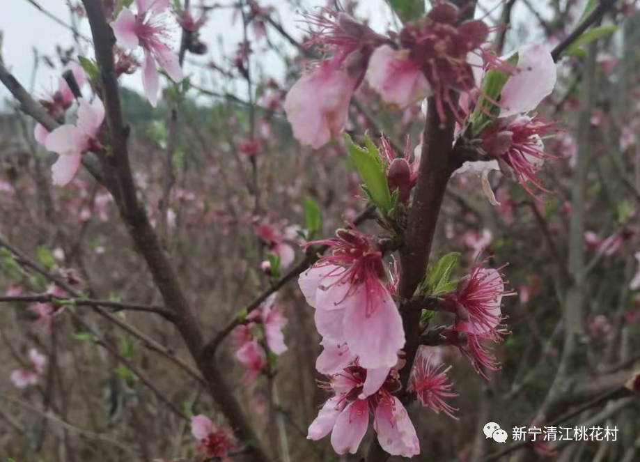 新宁桃花岛的绝美桃花已绚丽绽放赏花的约起来