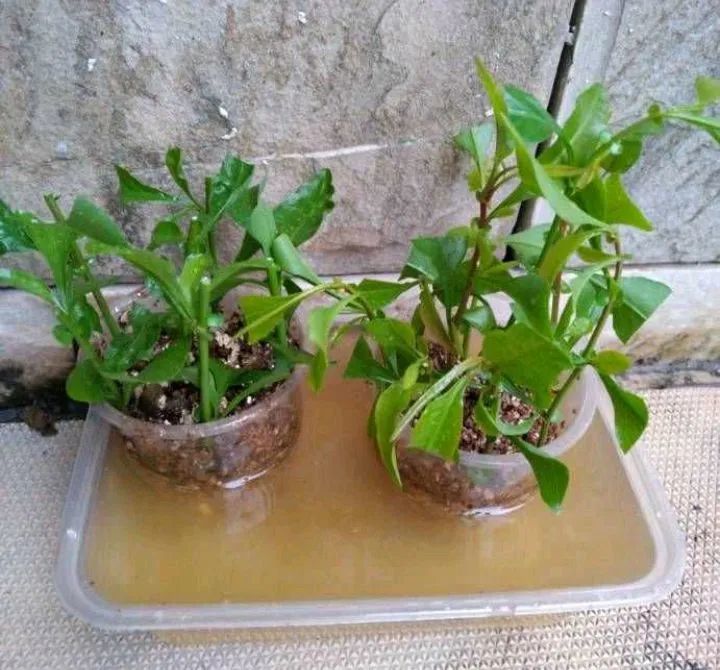 蓝雪花如何扦插试试这3招成活率很高阳台变花园