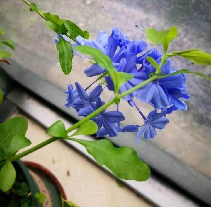 蓝雪花如何扦插试试这3招成活率很高阳台变花园