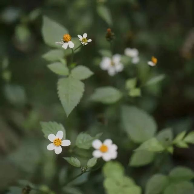 指月茶会招募丨早春时节,赏幽兰,品佳茗,话禅机