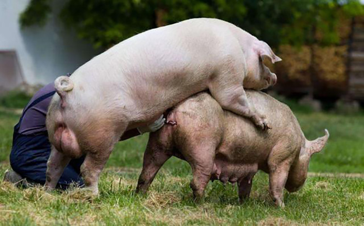 提高公猪繁殖能力