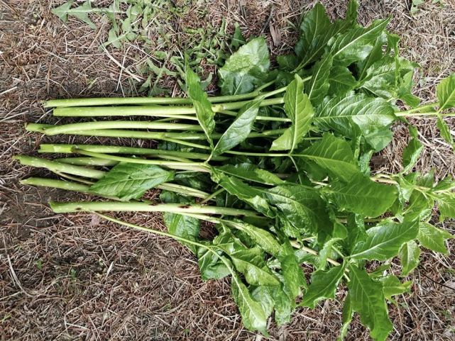 这种带刺野菜苦中回甘每年春天满山找值得我们认识