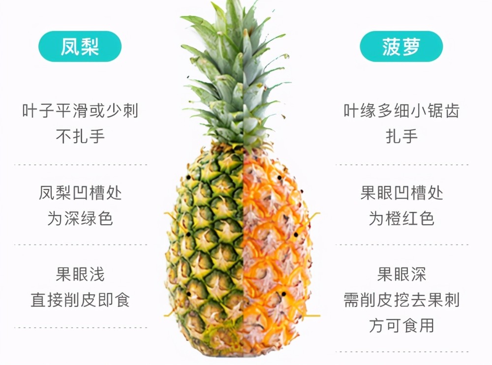 别吵了凤梨和菠萝真是一种水果类似的还有很多可以看看这些