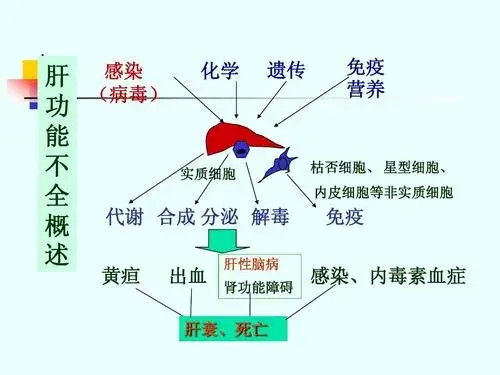 摄入的毒物,毒素;药物代谢与分解产物,均在肝脏内进行分解,氧化,转变