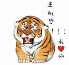 "萌虎"出没请注意!他把老虎画成胖胖的"肉球",引77万网友强势围观