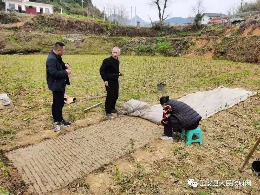 正安县乐俭镇:人勤春早 辣椒育苗正当时