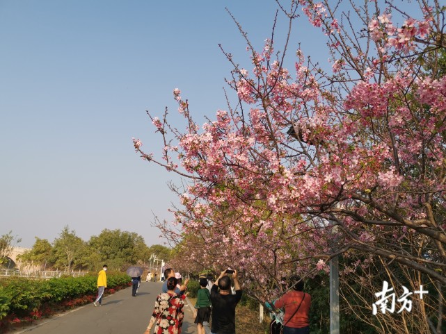 新风情新石排|赏花正当时,樱你而来