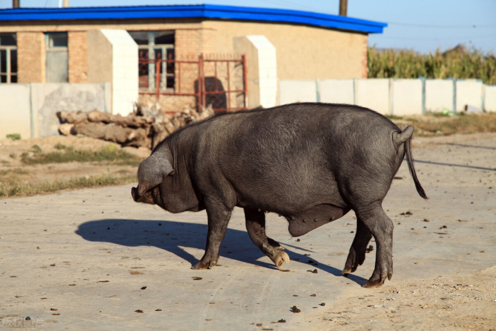 比较低,人们看向了养猪行业,并选择了中外杂种猪为种猪,例如吉林黑猪
