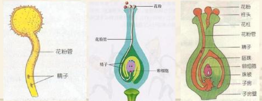 断膨胀并从萌发孔伸出花粉管,花粉管在柱头和子房中不断伸长到达胚囊