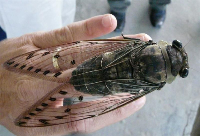 蝉(cicadidae,除了"知了"这个我们非常熟悉的名字以外,还有蛭蟟,借