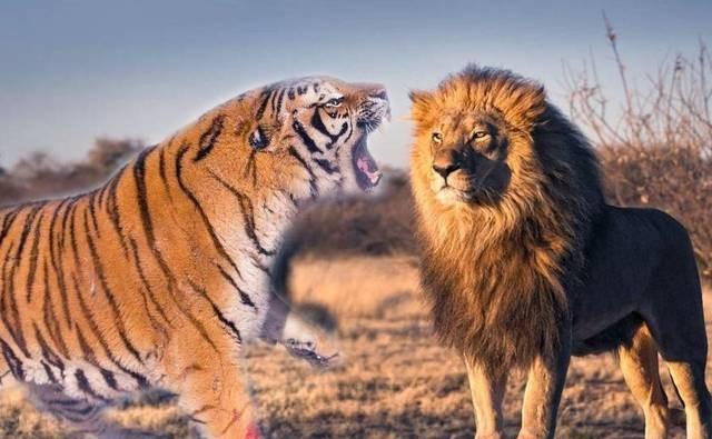 野生环境下,狮子和老虎的生存环境,谁的更恶劣?