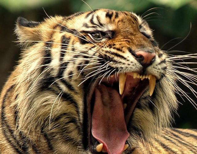 野生环境下,狮子和老虎的生存环境,谁的更恶劣?