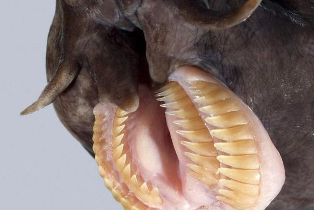 盲鳗:一种又丑又恶心的海洋生物,但却被许多人当成不可多得的美食