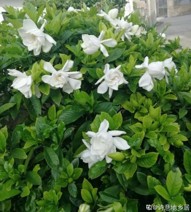 用雨水养茉莉花,提高土壤酸度,开花更多
