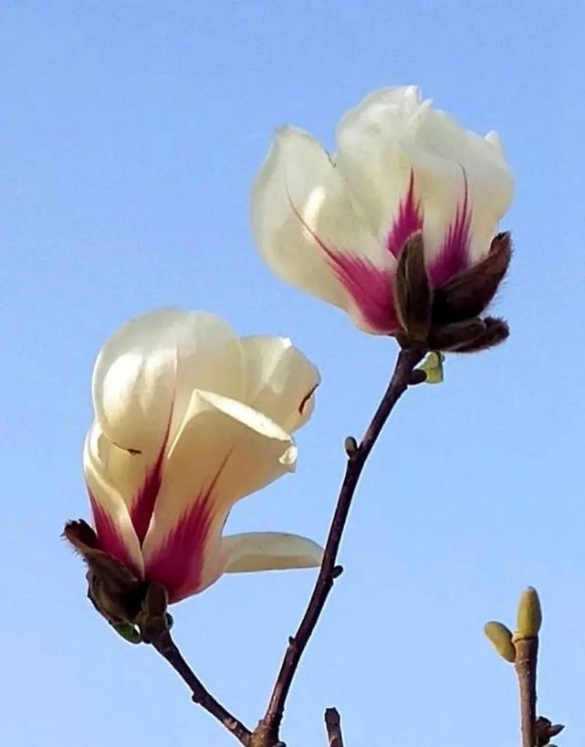 武山:玉兰花开春天来