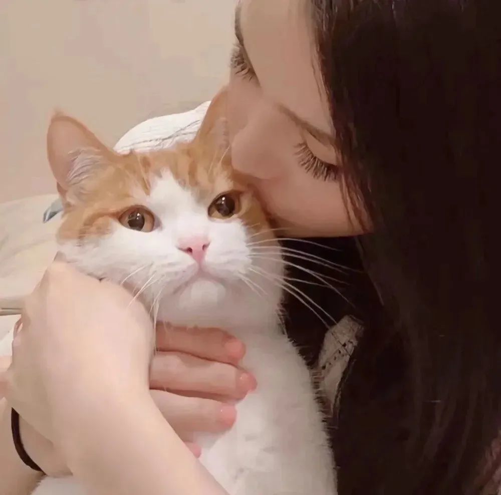 今日头像|猫咪情侣头像