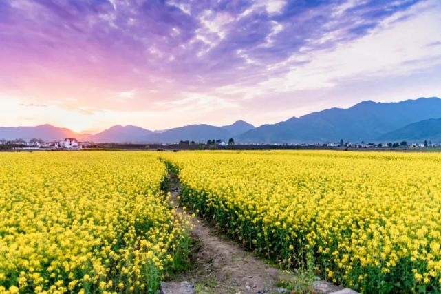 黟县:油菜花花期预报