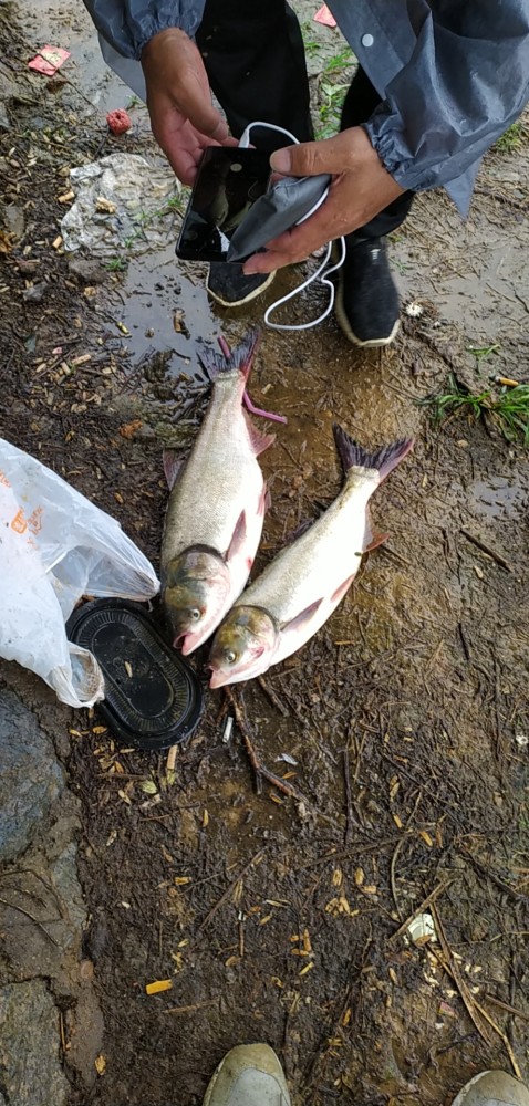 春钓鲢鳙攻略,只要有鱼一定有收获,麒麟臂和极端饵料必不可少