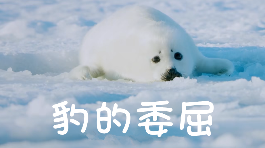 自豹自弃豹跳如雷表情包之首的海豹是一种什么憨憨动物