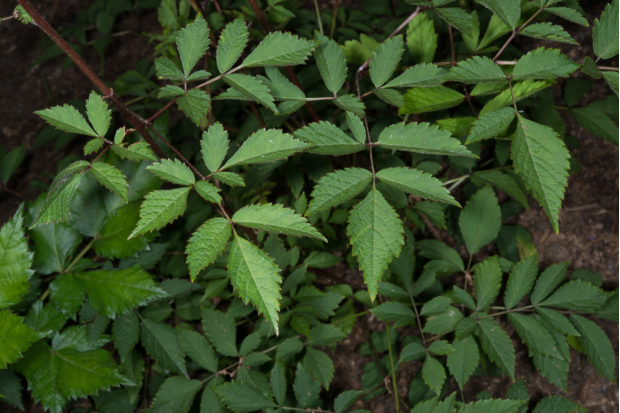 荒野维生野菜系列——落新妇