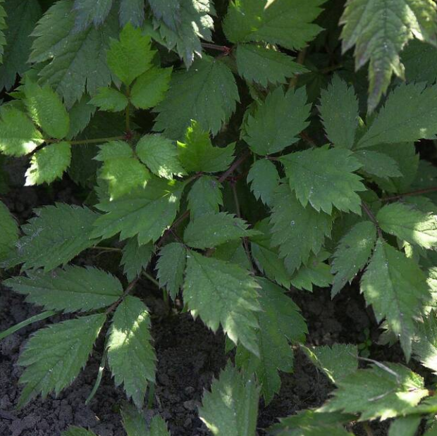 荒野维生野菜系列——落新妇