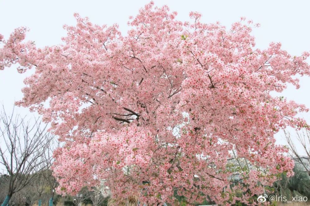 图源:上海植物园爱丽丝喵 上海植物园这棵大鱼樱树,花开满树太惊艳