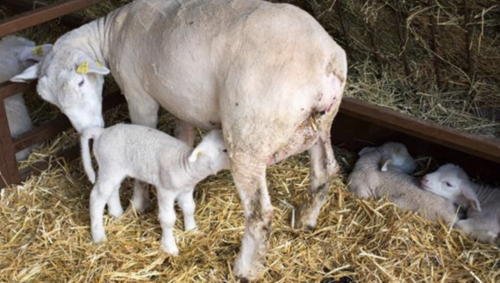 很多养羊的朋友,羊怀孕了却不知道,那肯定也不知道什么时候生产羊羔