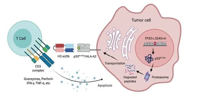 双特异性抗体通过激活t细胞杀死癌细胞的示意图(图片来源:参考资料