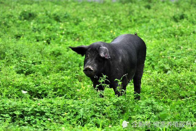 洋猪入侵中国中国养殖9千年的本土黑猪陷入灭绝危机