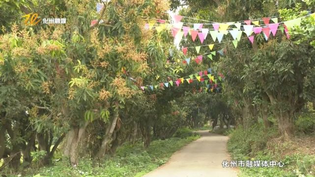 又到芒果花开飘香时|芒果|树花|化州市