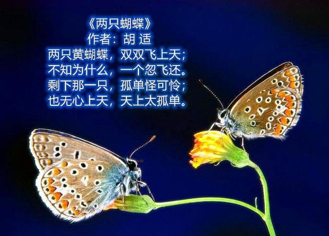 贾浅浅的诗和百年新诗第一人胡适的两只蝴蝶差距在哪