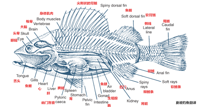 【鱼的基础知识】我国淡水鱼分布特征和生物学特征