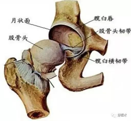 股骨是人体最重要的骨骼,股骨头更为重要,我们能够