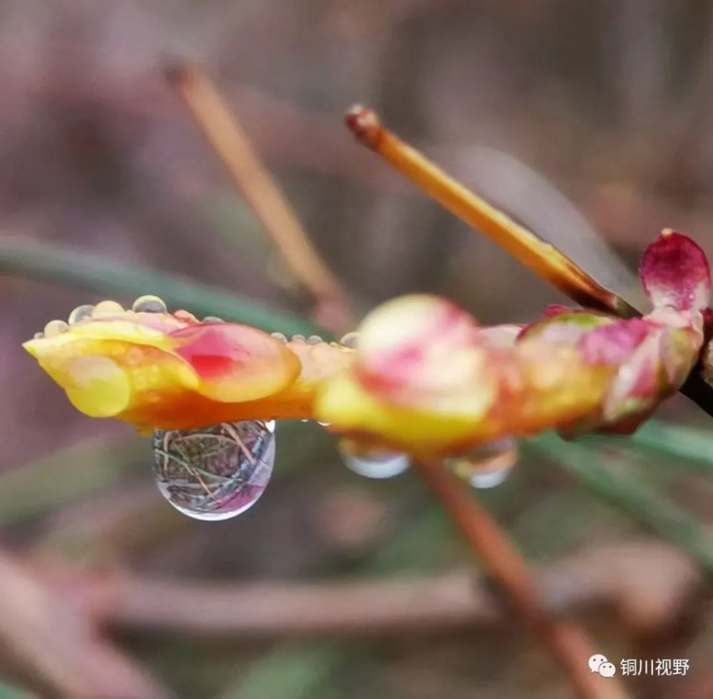 用手机拍摄春雨中的花朵,水滴晶莹剔透