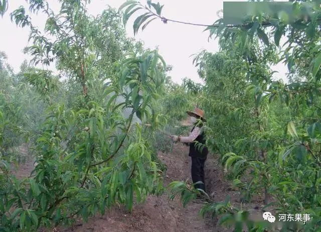 桃树花期辅助修剪,授粉技巧及花落后打药技术,帮助桃树高产稳产