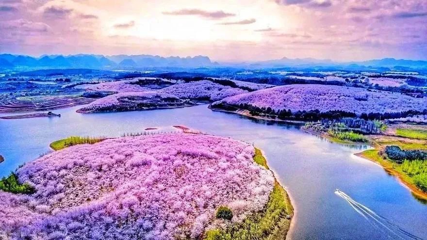 就在贵州贵安新区的平坝 你就能亲眼目睹 园内近 70 万株樱花竞相绽放