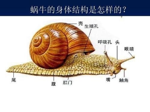 蜗牛"下蛋",为何感觉像是从嘴里吐出来的?其实你不懂蜗牛