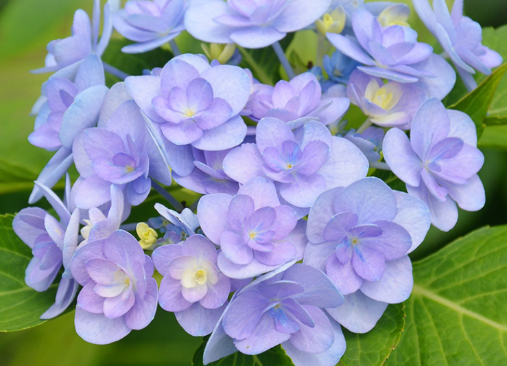 绣球花调蓝色正当季,现在了解这2点,夏天就能开出梦幻蓝的花朵