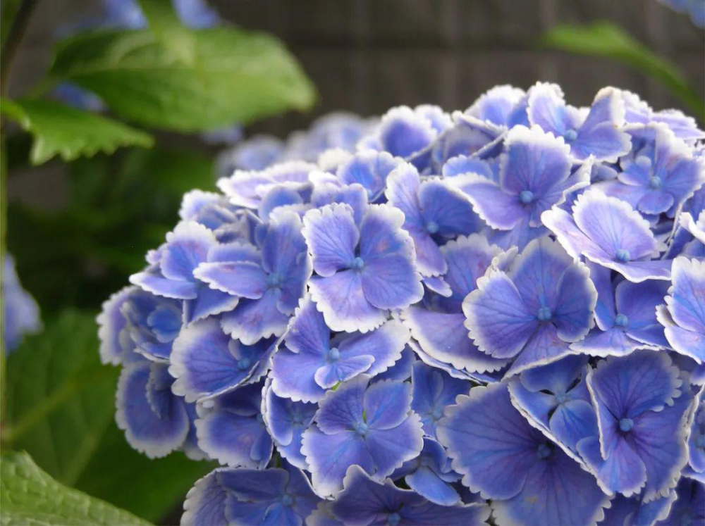 绣球花调蓝色正当季,现在了解这2点,夏天就能开出梦幻蓝的花朵