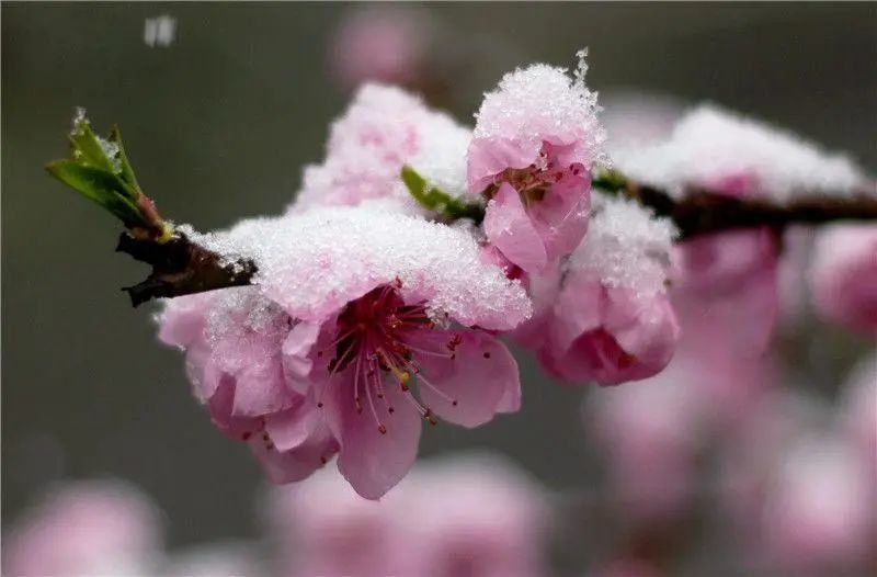 2021年桃花开花早