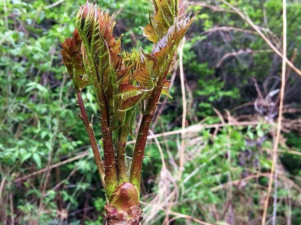 刺老芽算是我国北方地区十分有名的野菜了,尤其是东北地区,刺老芽之