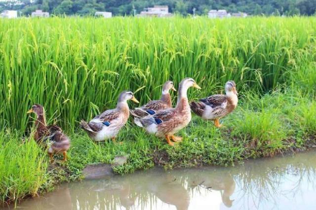 温铁军如果不允许农民养殖鸡鸭鹅民生必定受影响