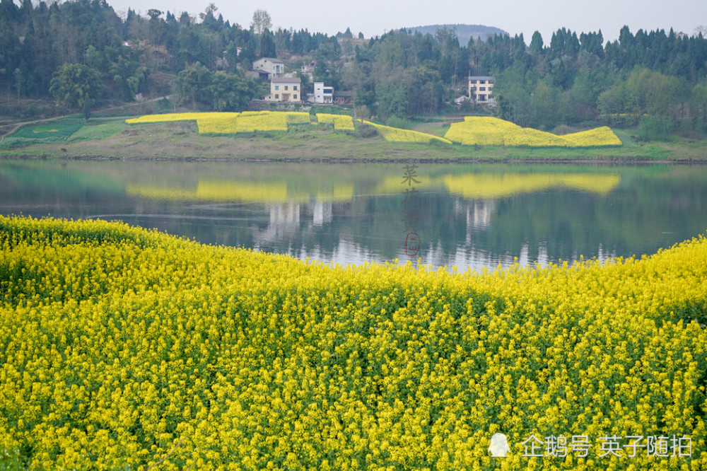 四川达州:渠江两岸开满油菜花的春天美吗