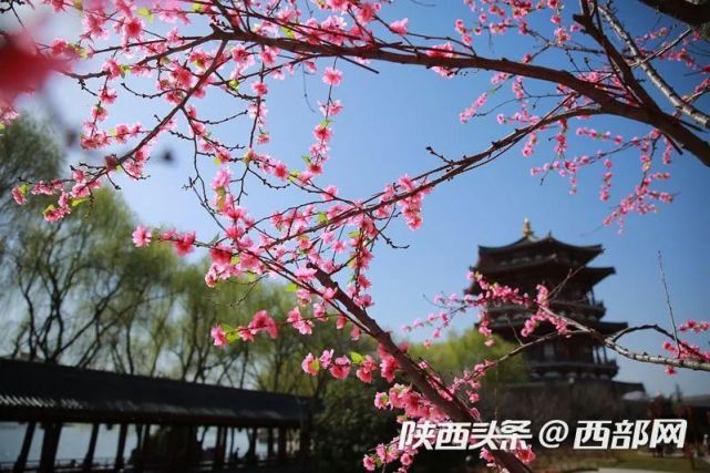 西安上榜全国十大最爱赏花城市 陕西这些地方花也美得